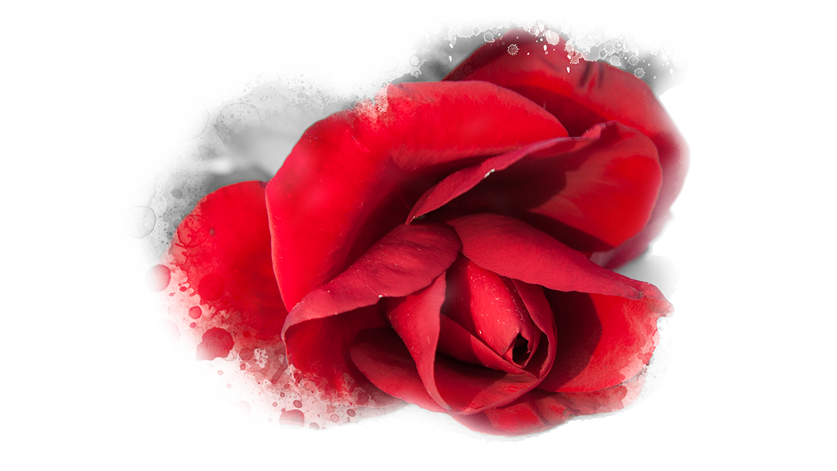 Red Rose laying down